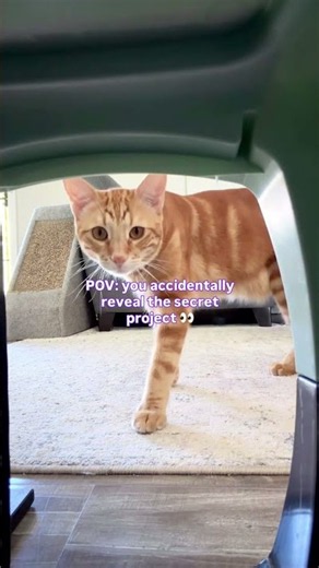POV: You Reveal the Secret | Petco Love