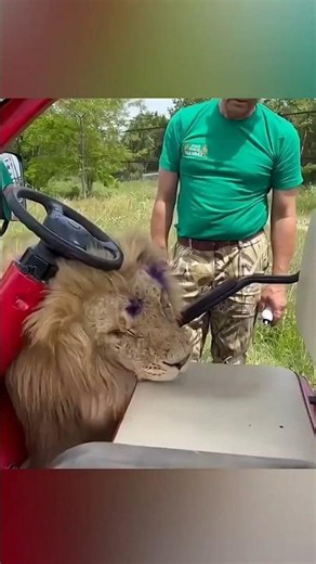 Lions Respect This Man 🦁❤️ | Incredible Wildlife Bond #Shorts