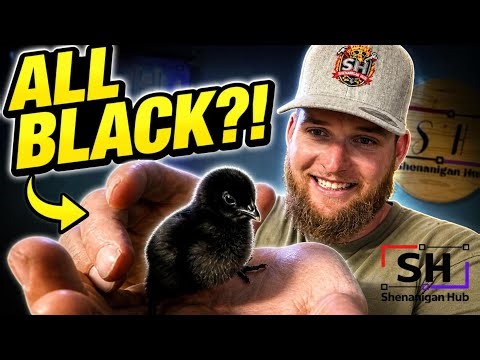 I Finally Got My Hands on Ayam Cemani Chicks