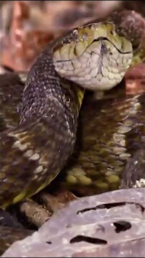 Is Yacumama Real? The Amazon Mystery😨| Expedition X | Discovery Channel India