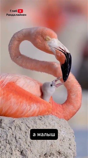 Птенцы Фламинго Оказывается Белые 🦩