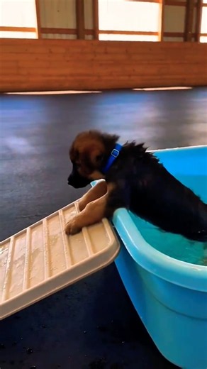 🐕Little cute adorable Milo Just swimming and requested to you like and subscribe #shorts #reels #vi