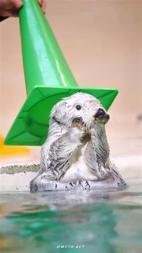 When Sea Otter sleep on the water