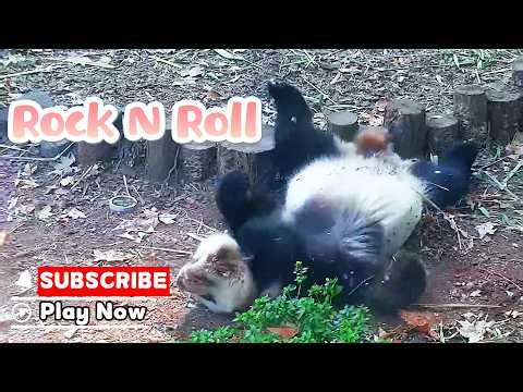 Let’s Rock N Roll | iPanda