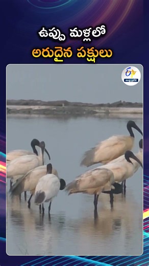 Rare Ibis Birds Flock To Tuticorin Salt Pans | A Spectacular Sight For Nature Lovers