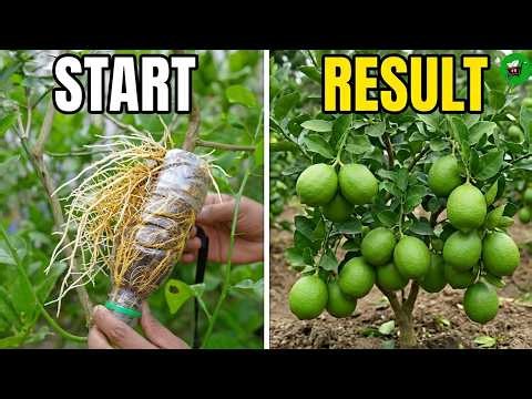 🍋Amazing Lemon Tree Air Layering: 100% Rooting Success!