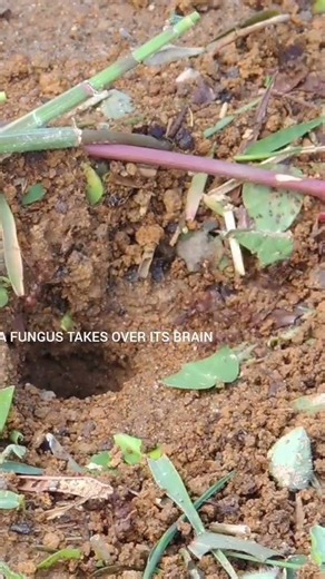 This Fungus Controls Ants 😳