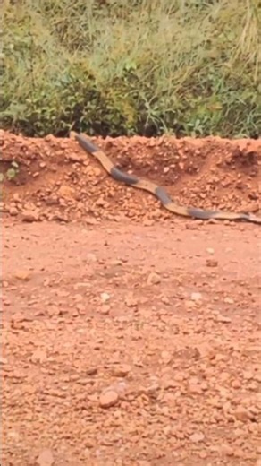 cobra eats snake