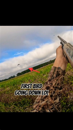 Dove Hunting | Hard to Find Birds