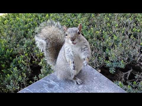 This squirrel is adorable and she knows it