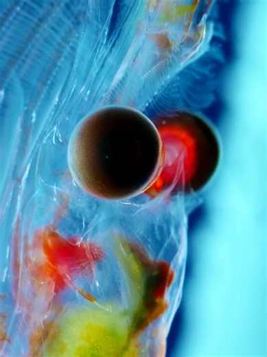 Antarctic Krill: The Essential Food Source for Marine Life