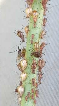 Parasitoid Wasp Dueling Aphids (Aphidius colemani Biocontrol Agent)