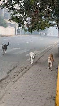 Three Dogs, One Journey: Navigating Traffic Together,,