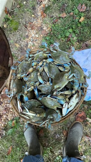 Buying a lot of blue crabs… | Blue Crab