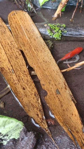 snakehead catch and cook,snakehead bait - SNAKEHEAD FISH #shorts #fish #channa #viralvideo