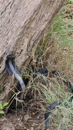 big cobra found in my farms #snake #wildliferescue