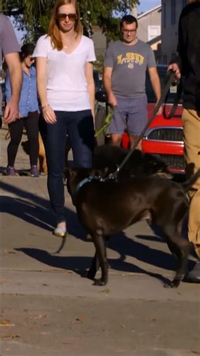 Newly Adopted Dog Meets his Doggo Neighbors | Pit Bulls and Parolees | Animal Planet