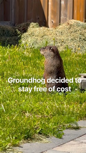 My Backyard Has a New Tenant! 😂🐾 | Cute Groundhog in Ontario, Canada 🇨🇦 #Shorts