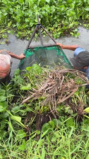 Trapping huge eel fish with primitive technology #fishing