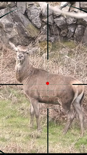 Red Deer Hunting | Rothirschjagd | Caccia al cervo rosso