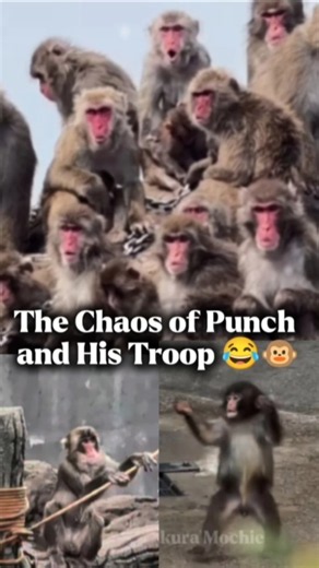 The Chaos of Punch and His Troop 😂🐵 #monkey #punch #babymonkey #macaque #wildlife #shorts