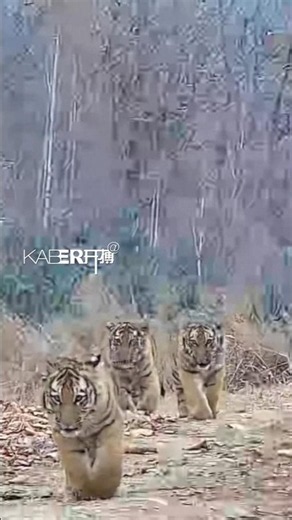 Ecological Protection Thriving Amur Tigers Reflect Conservation Efforts in Northeast China