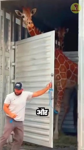 Found Giraffe in container🤯🦒