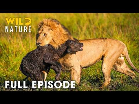 WILD SAVANAH | World's Deadliest of Lion (Full Episode) Wildlife Documentary