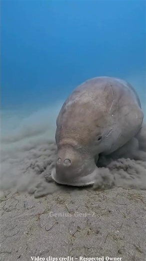 Dugong : The Sea Cow #facts