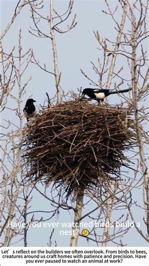 Nature's Architects: Magpies Building Their Home 🌳🏡