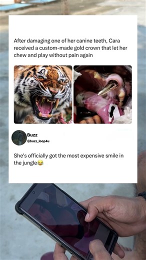 This tiger got a custom gold tooth! 🐅✨