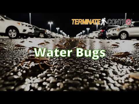 Water Bug or Alien Invasion? The electric light bug story you won't believe.