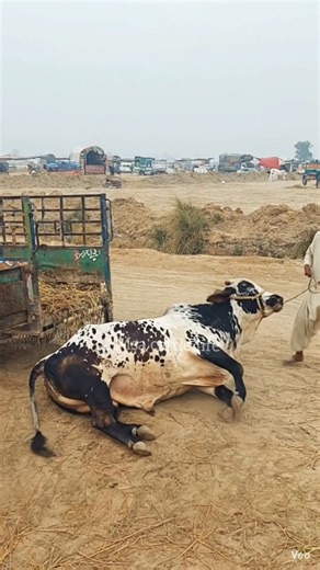 #animals #trending #shortsfeed Bull Very Sliping Unloading