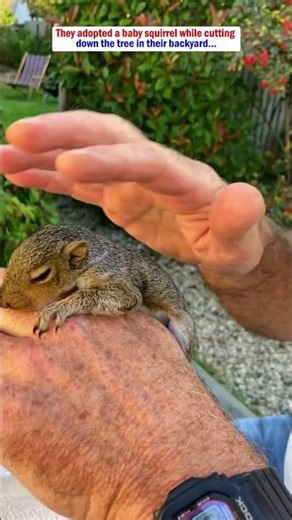 They adopted a baby squirrel while cutting down the tree in their backyard.