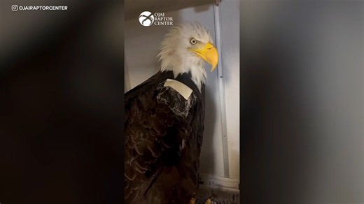 Big Bear bald eagle Jackie's cause of death revealed in new necropsy report