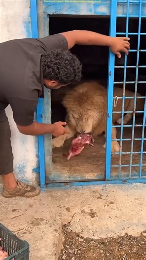 Dangerous Lion Feeding Job 😱 | Zoo Worker Risky Work Explained #shots