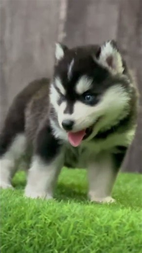 Husky male super woly coat blue eyes full show quality #husky #puppy #dog #pets #short