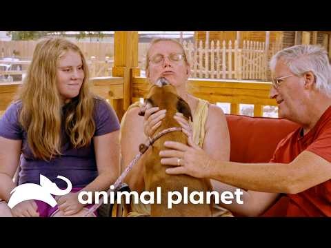 Family Finds Their Perfect Rescue Dog | Pit Bulls and Parolees | Animal Planet