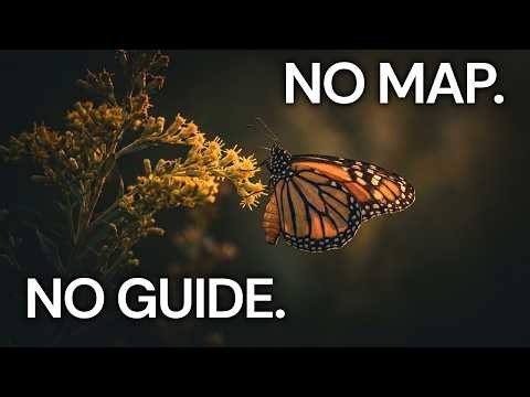 The Migration of the Monarch Butterfly | Fall Asleep To Nature's Great Journeys