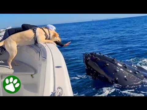 Two Giant Whales Started Playing With My Dog