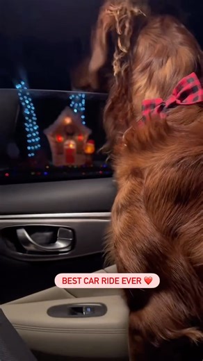 PetSmart on Instagram: "How to: Christmas lights edition 🎄🐶 Because they deserve holiday magic too ✨ #PetSmart #PetSmartHowTo #AnythingForPets #Holidays #CelebrateTheJoyOfPets"