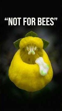 The Plant That Looks Like an Alien (But It's Actually Genius!)