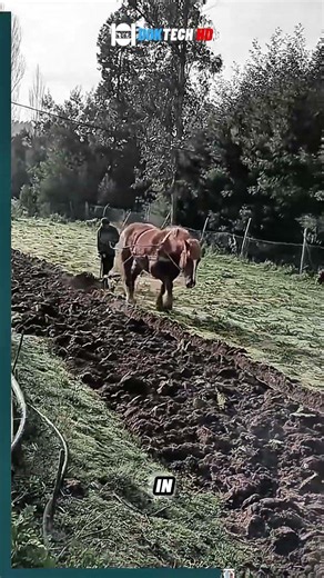 Traditional Farming: Plowing Fields with Horse Power