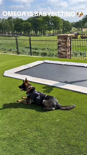 Dogs Shadow Boxing: Adorable Belgian Malinois Tricks