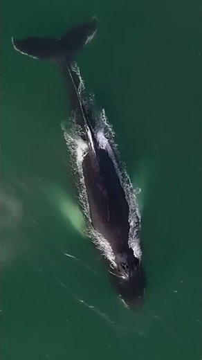 Humpback whale spotted feeding near Southhampton, New York #shorts