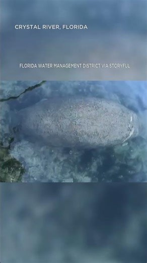 Hundreds of manatees gather in toasty waters