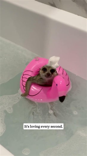 A family found an abandoned baby meerkat by the road and then…#rescue #animals #fyp #meerkat