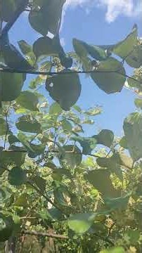 Bí quyết giúp cây táo đậu quả dễ hơn và sai quả hơn