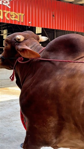 Massive Gir Bull Returns to the Barn! 🐂
