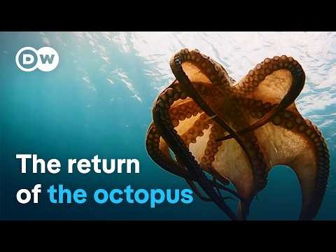 Octopus under threat - Searching for clues around the Mediterranean | DW Documentary